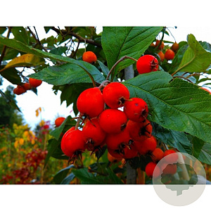 Crataegus succulenta Boomfeestdag 6-8 HO draadkluit