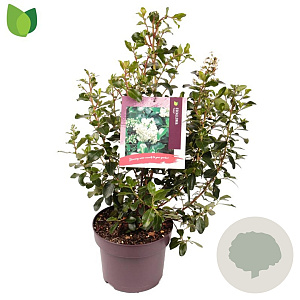 Escallonia 'Iveyi' 40-50 cm 5,0L