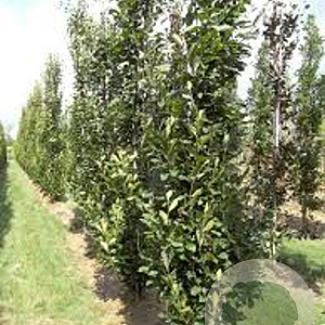 Fagus orientalis 'Iskander' 6-8 HO draadkluit