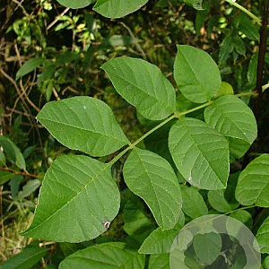 Fraxinus e. 'Atlas' 6-8 HO draadkluit