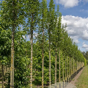 Fraxinus o. Obelisk 6-8 HO draadkluit