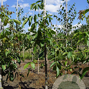 Juglans r. 'Nr 16' 6-8 HO draadkluit