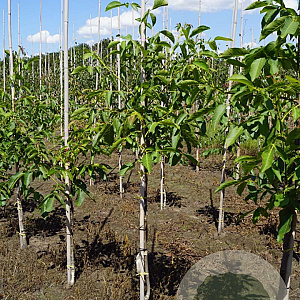 Juglans r. 'Rita' 6-8 HO draadkluit
