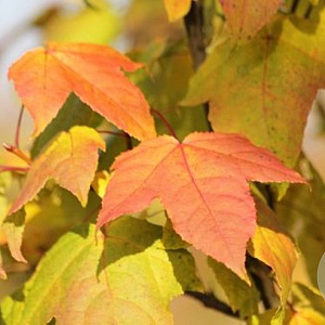 Liquidambar formosana 'Ellen' 8-10 HO draadkluit