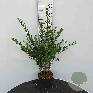 Ligustrum vulg. 'Lodense' 45-50 cm 4,5L