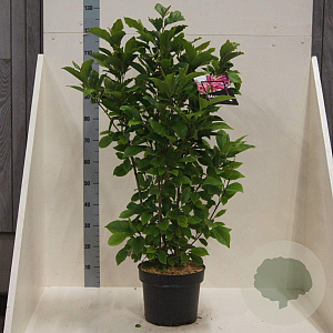 Magnolia 'Susan' 125-150 cm 10L meerstammig