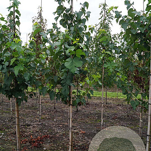 Morus nigra 8-10 HO draadkluit
