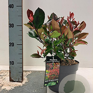 Photinia fraseri 'Little Red Robin' 20-30 cm 2,0L