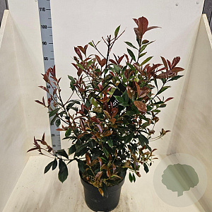 Photinia fraseri Carré Rouge 60-80 cm 10L