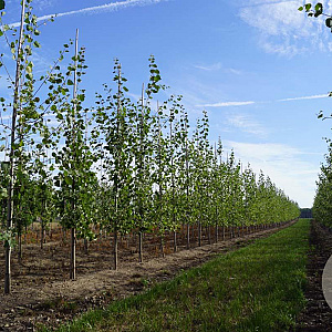 Populus tremula 8-10 HO draadkluit