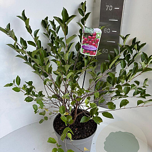 Prunus 'Carmine Jewel' 40-50 cm 5,0L