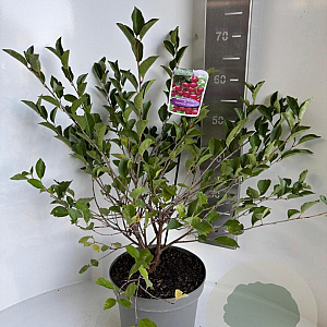 Prunus 'Carmine Jewel' 40-50 cm 5,0L