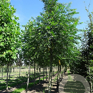 Pterocarya fraxinifolia 8-10 HO draadkluit