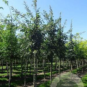 Quercus cerris 6-8 HO draadkluit