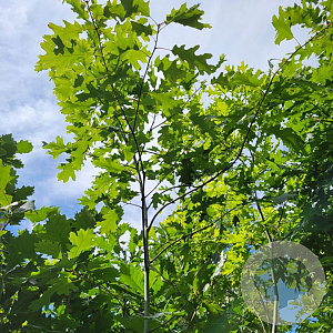 Quercus shumardii 6-8 HO draadkluit