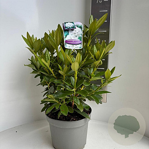 Rhododendron 'Cunningham's White' 40-50 cm 5,0L