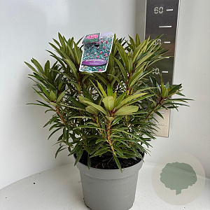 Rhododendron (AP) 'Graziella' 40-50 cm 5,0L