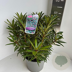 Rhododendron (AP) 'Graziella' 40-50 cm 5,0L