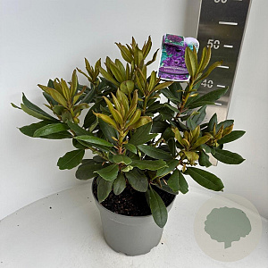 Rhododendron 'Marcel Menard' 40-50 cm 5,0L