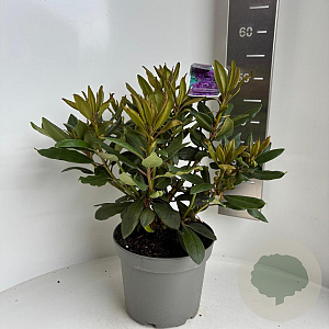 Rhododendron 'Marcel Menard' 40-50 cm 5,0L