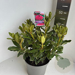 Rhododendron 'Nova Zembla' 40-50 cm 5,0L