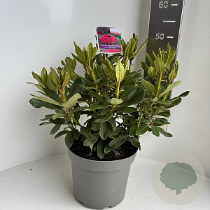 Rhododendron 'Nova Zembla' 40-50 cm 5,0L