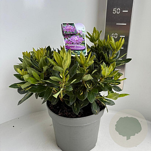 Rhododendron 'Goldflimmer' 30-40 cm 5,0L