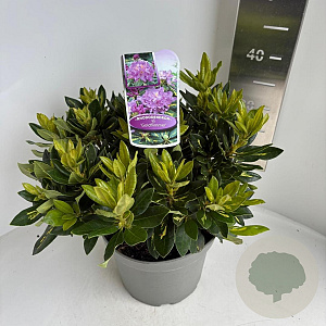 Rhododendron 'Goldflimmer' 30-40 cm 5,0L