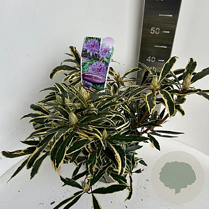 Rhododendron pont. 'Variegatum' 40-50 cm 5,0L