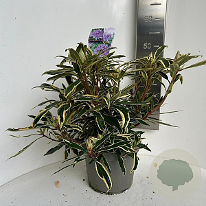 Rhododendron pont. 'Variegatum' 40-50 cm 5,0L