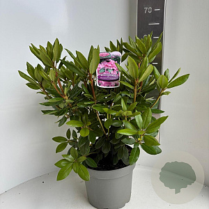 Rhododendron 'Roseum Elegans' 40-50 cm 5,0L