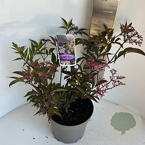 Sambucus nigra Black Beauty 40-50 cm 5,0L