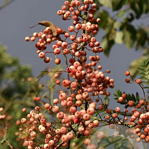 Sorbus auc. 'Aspleniifolia' 6-8 HO draadkluit