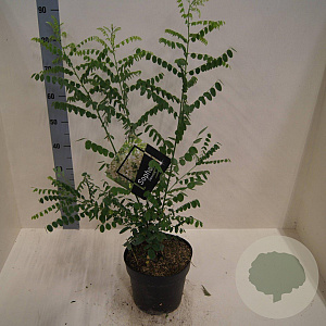 Styphnolobium japonicum 60-80 cm 6L meerstammig