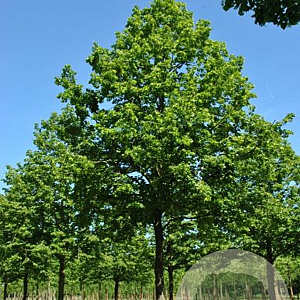 Tilia plat. 'Rubra' 6-8 HO draadkluit