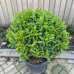 Prunus l. 'Angustifolia' 80 cm cont. 65L bol
