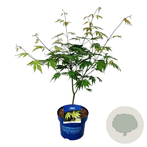 Acer Arctic Jade 175-200 cm 50L