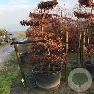 Carpinus betulus 175-200 cm cont. 90L bonsai