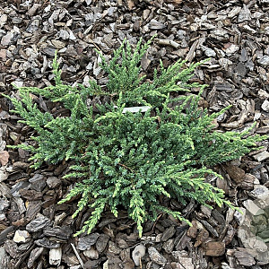 Juniperus communis 'Ristol' 50-60 cm 6,5L