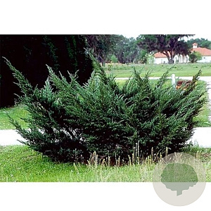Juniperus pfitzeriana 125 cm 45L bonsai