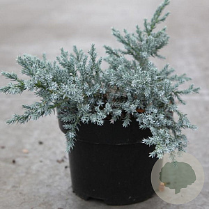 Juniperus squamata 'Tropical Blue' 30-40 cm 6,5L