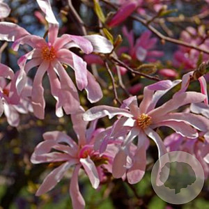 Magnolia stellata 'Rosea' 120 cm stam cont. 55L extra
