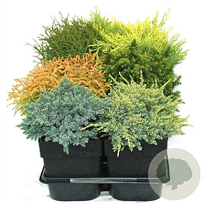 Mixlaag coniferen 30-40 cm 6,5L