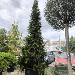 Picea abies 'Columnaris' 50-60 cm 6,5L