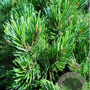 Pinus monticola 'Ammerland' 60-80 cm 15L