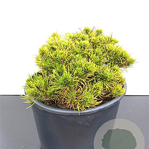 Pinus mugo 'Carsten's Wintergold' 30-40 cm 15L