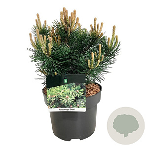 Pinus mugo 'Gnom' 100-125 cm cont. 285L scherm