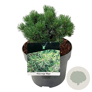 Pinus mugo 'Mops' 30-35 cm 6,5L