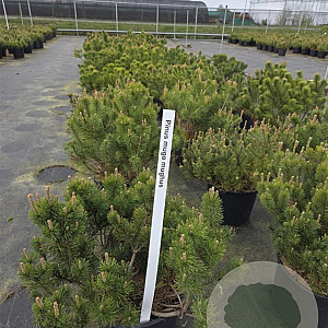 Pinus mugo mugo 50-60 cm 15L