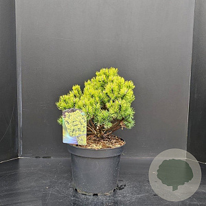 Pinus mugo 'Ophir' 30-40 cm 7,5L